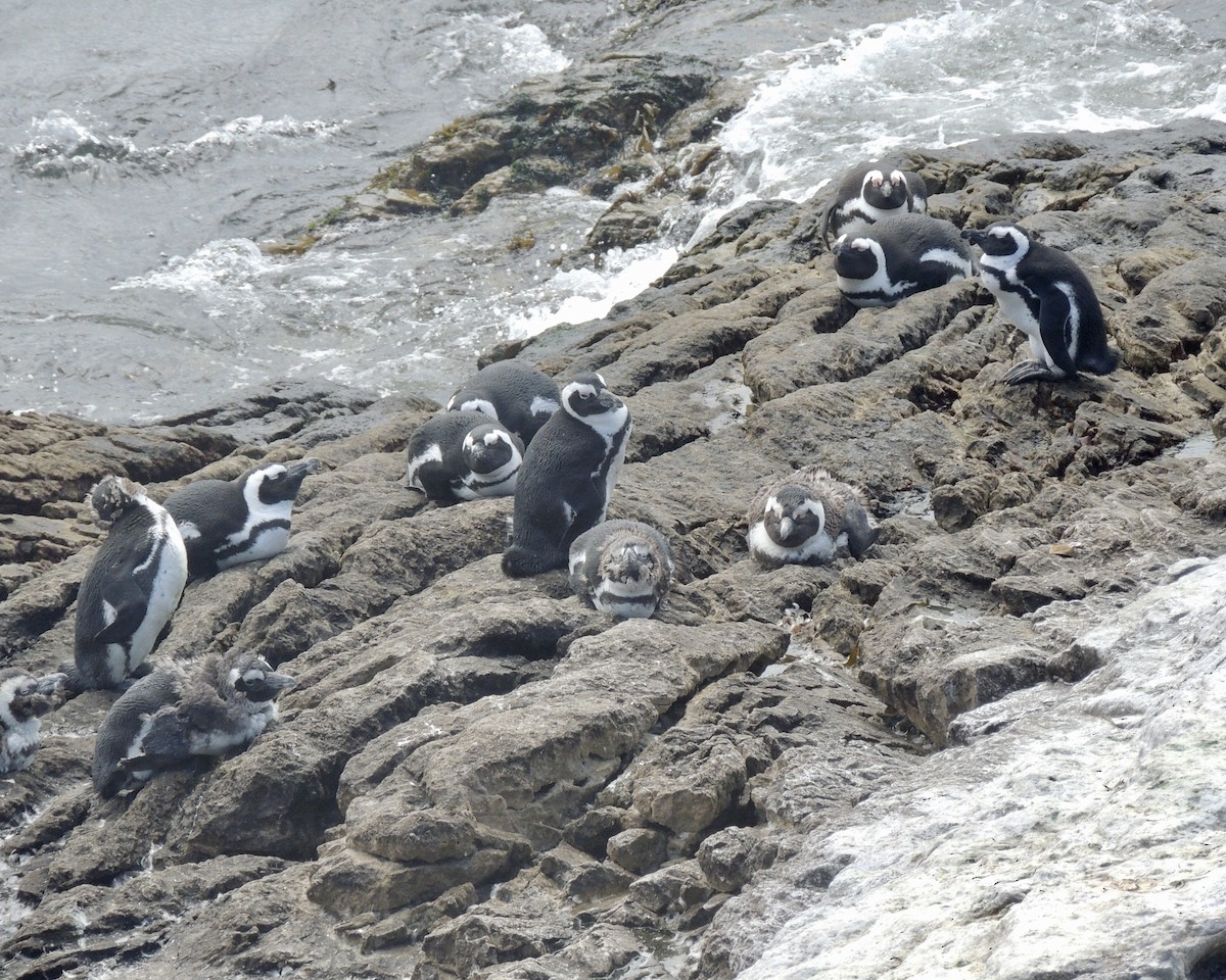 African Penguin - ML643228550