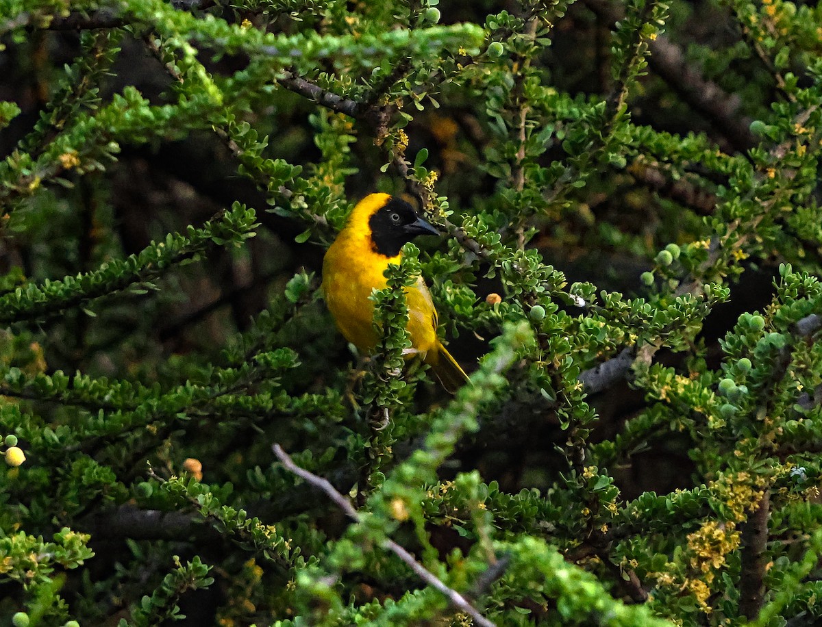 Lesser Masked-Weaver - ML643228554