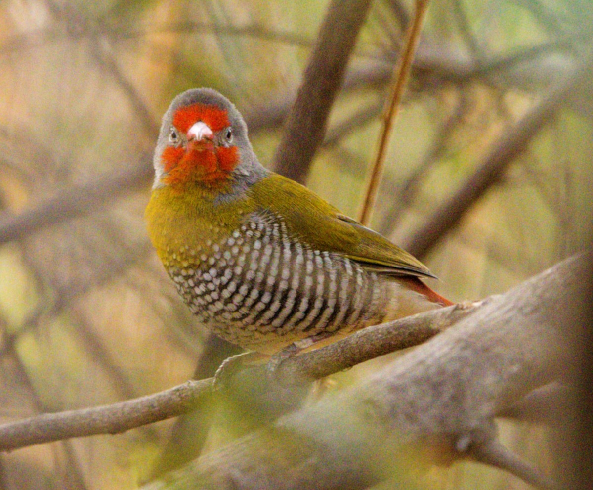 Green-winged Pytilia - ML643228580