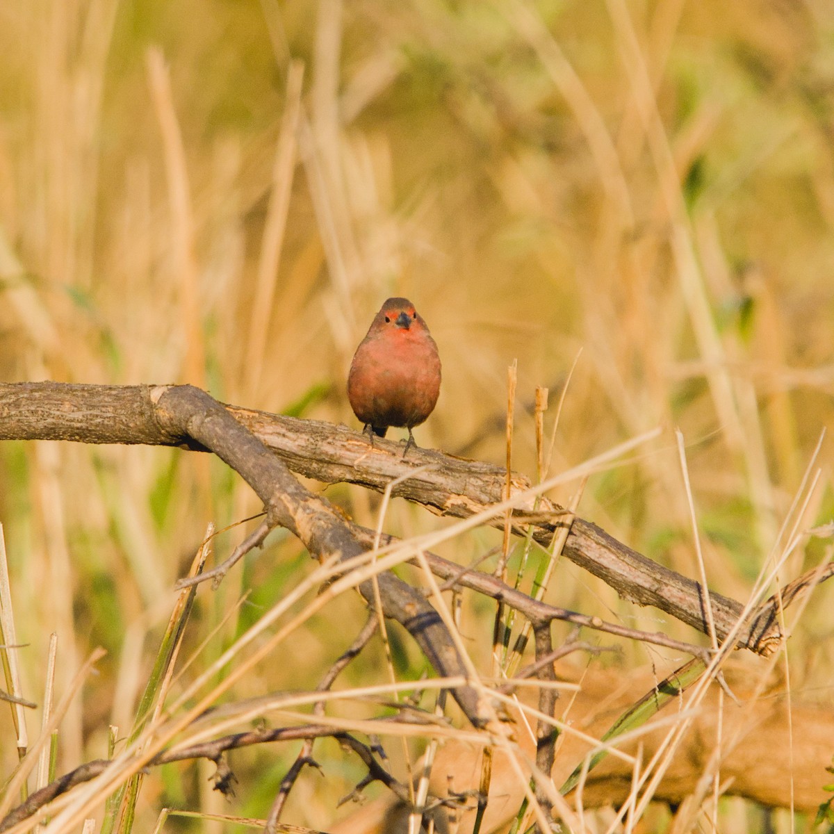 Rosenamarant - ML643228601