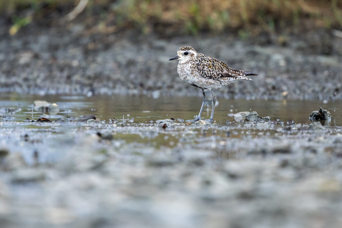 Pacific Golden-Plover - ML643228602