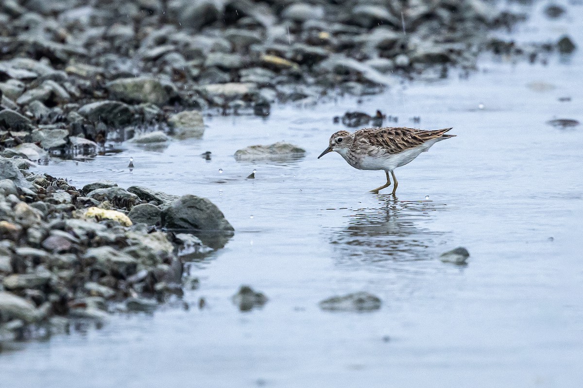 Long-toed Stint - ML643228607