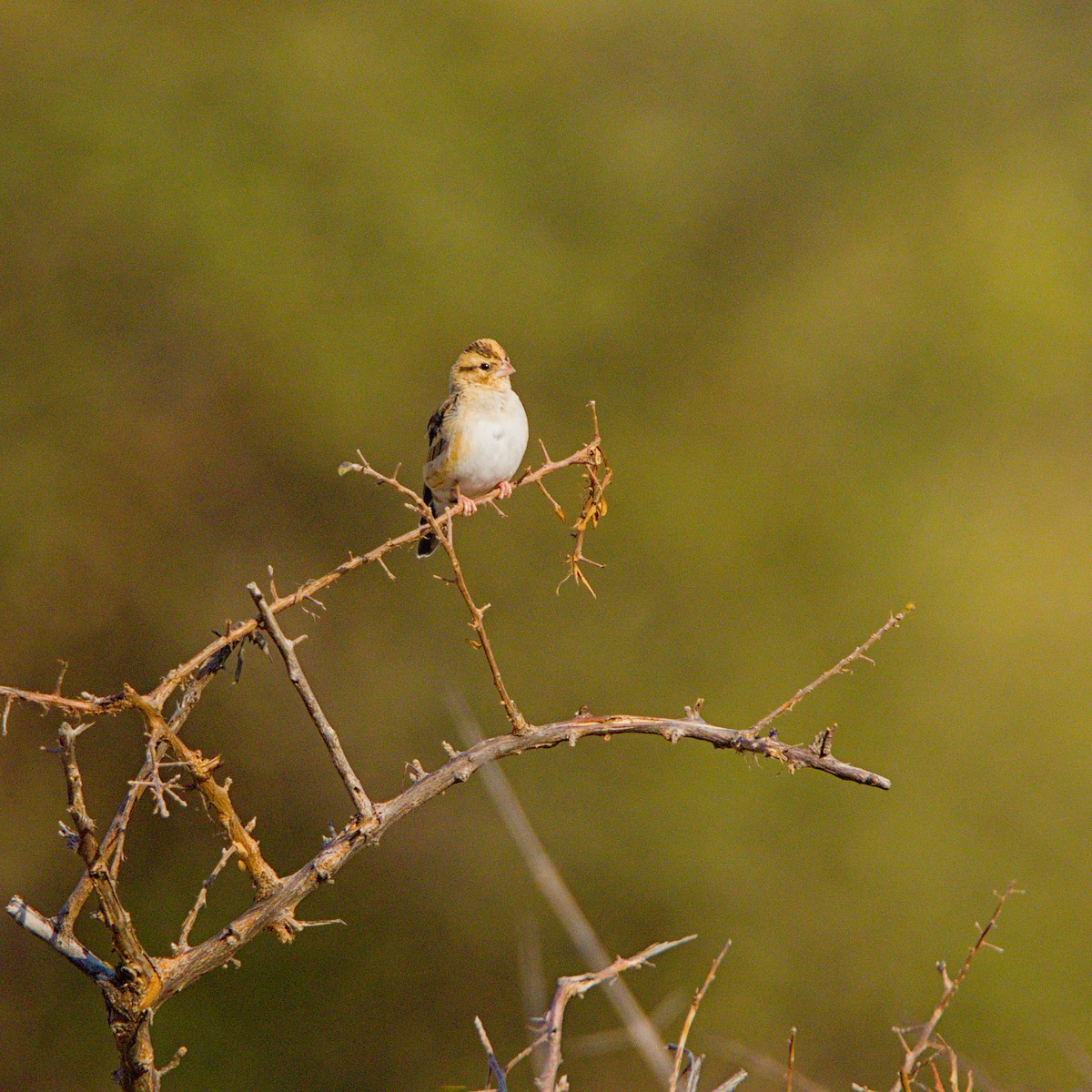 Village Indigobird - ML643228610