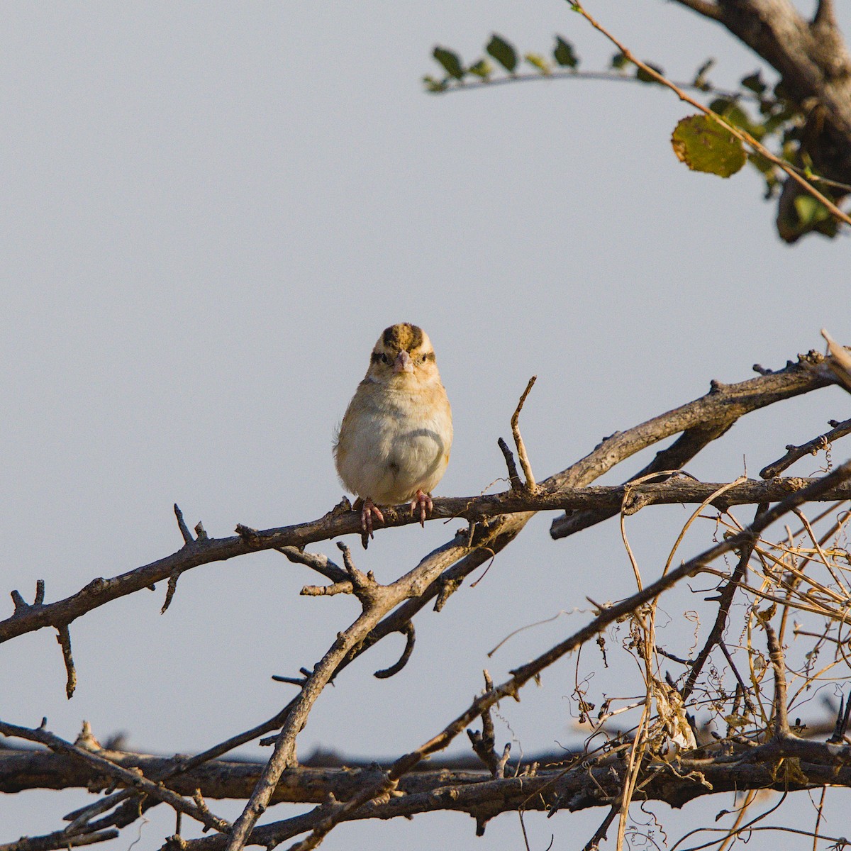Village Indigobird - ML643228611