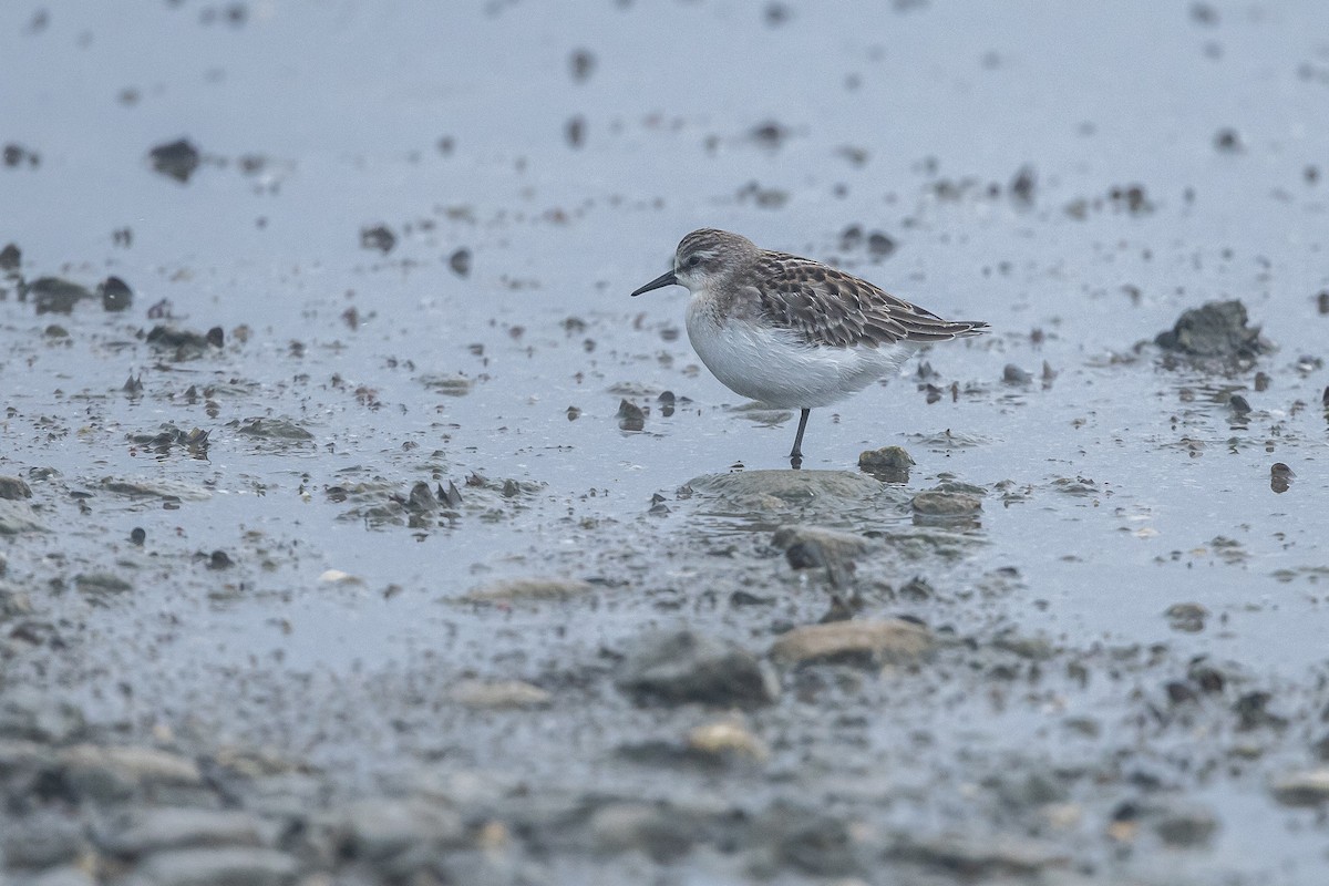 Red-necked Stint - ML643228614