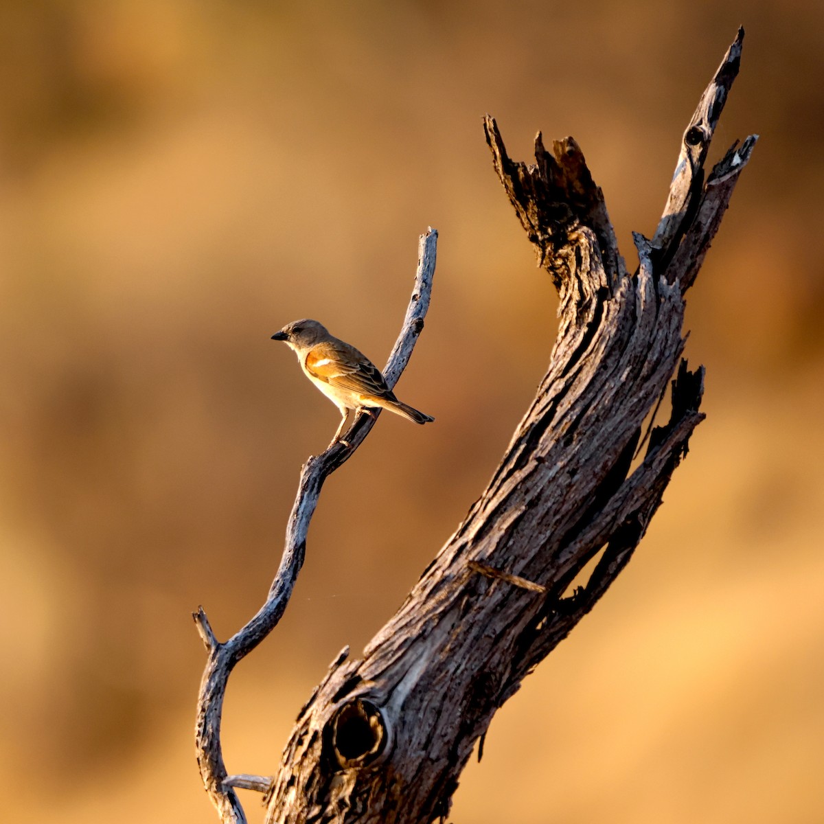 Southern Gray-headed Sparrow - ML643228615