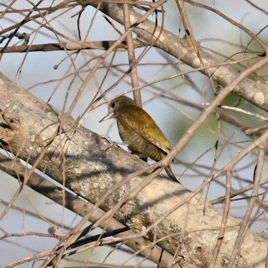 ヒメハゲラ - ML643228638