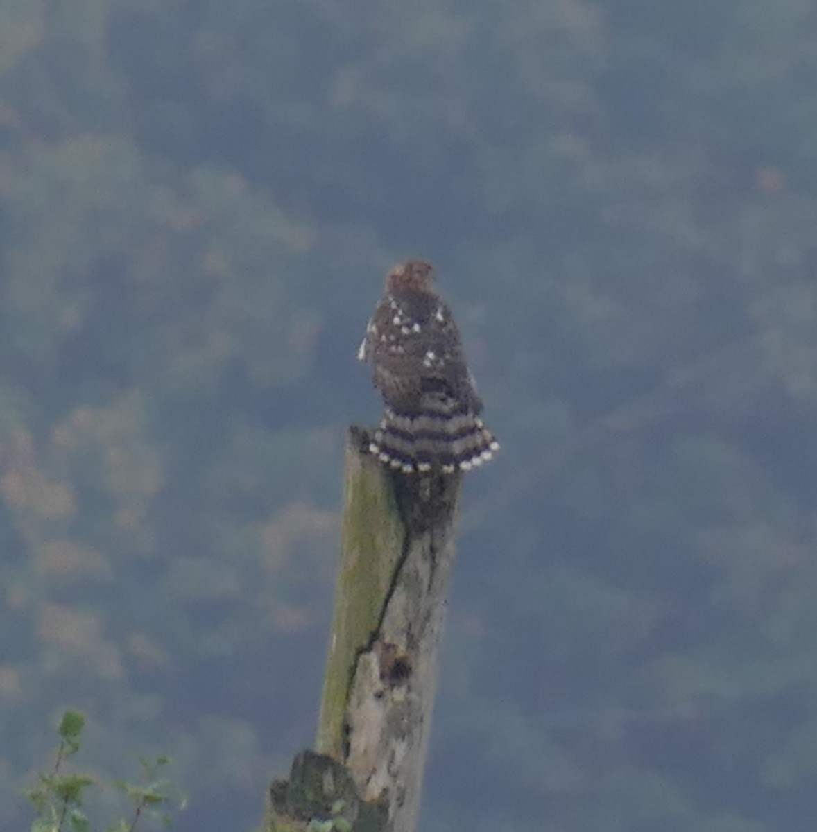 Cooper's Hawk - ML643228652