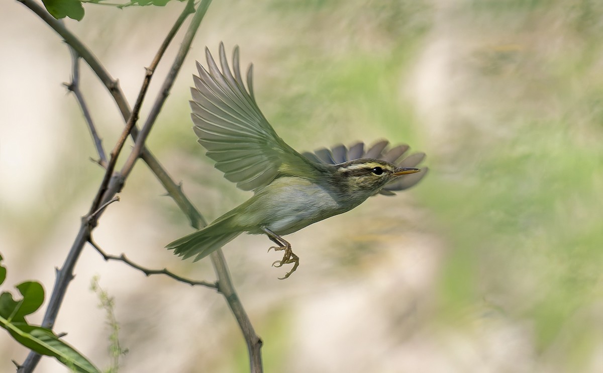 Eastern Crowned Warbler - ML643228659