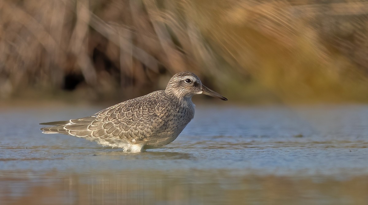 紅腹濱鷸 - ML643228671