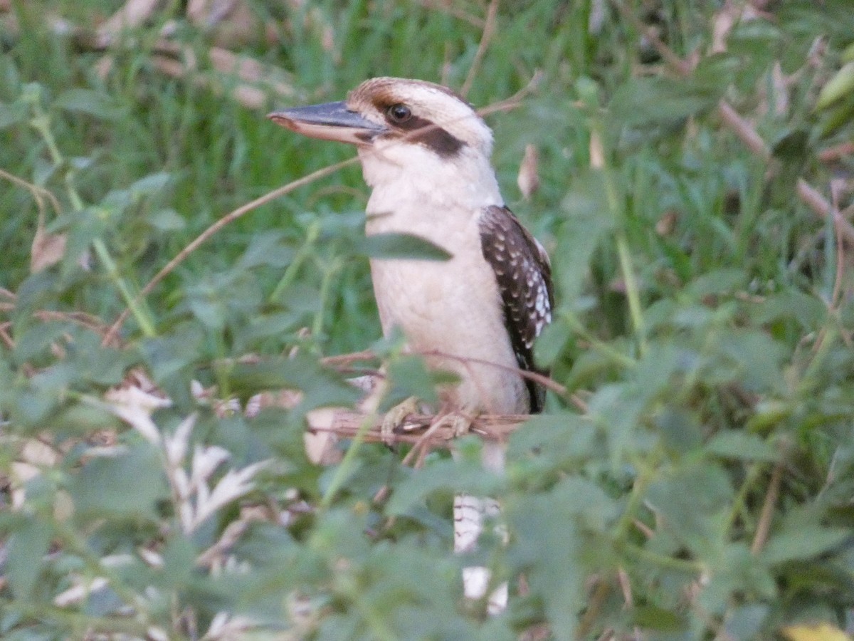 Laughing Kookaburra - ML643228672
