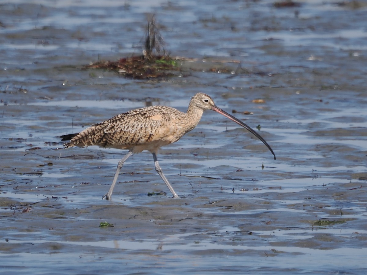 Rostbrachvogel - ML643228679