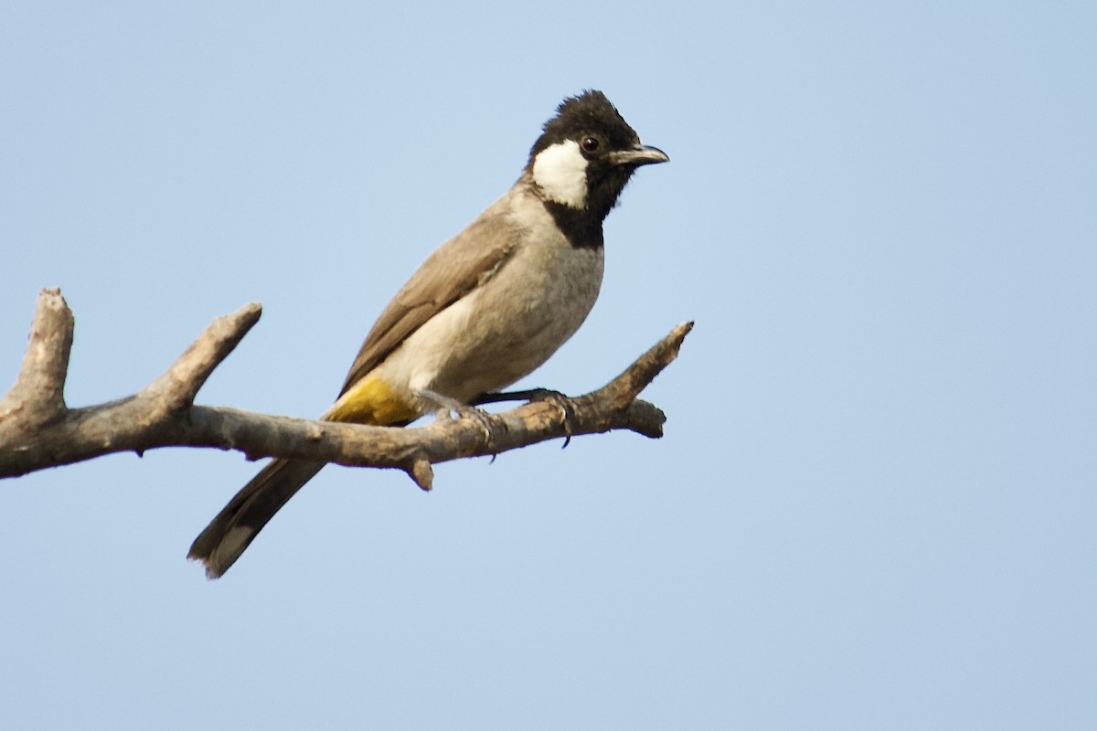 White-eared Bulbul - ML643228705