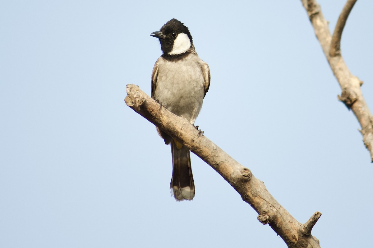 White-eared Bulbul - ML643228706
