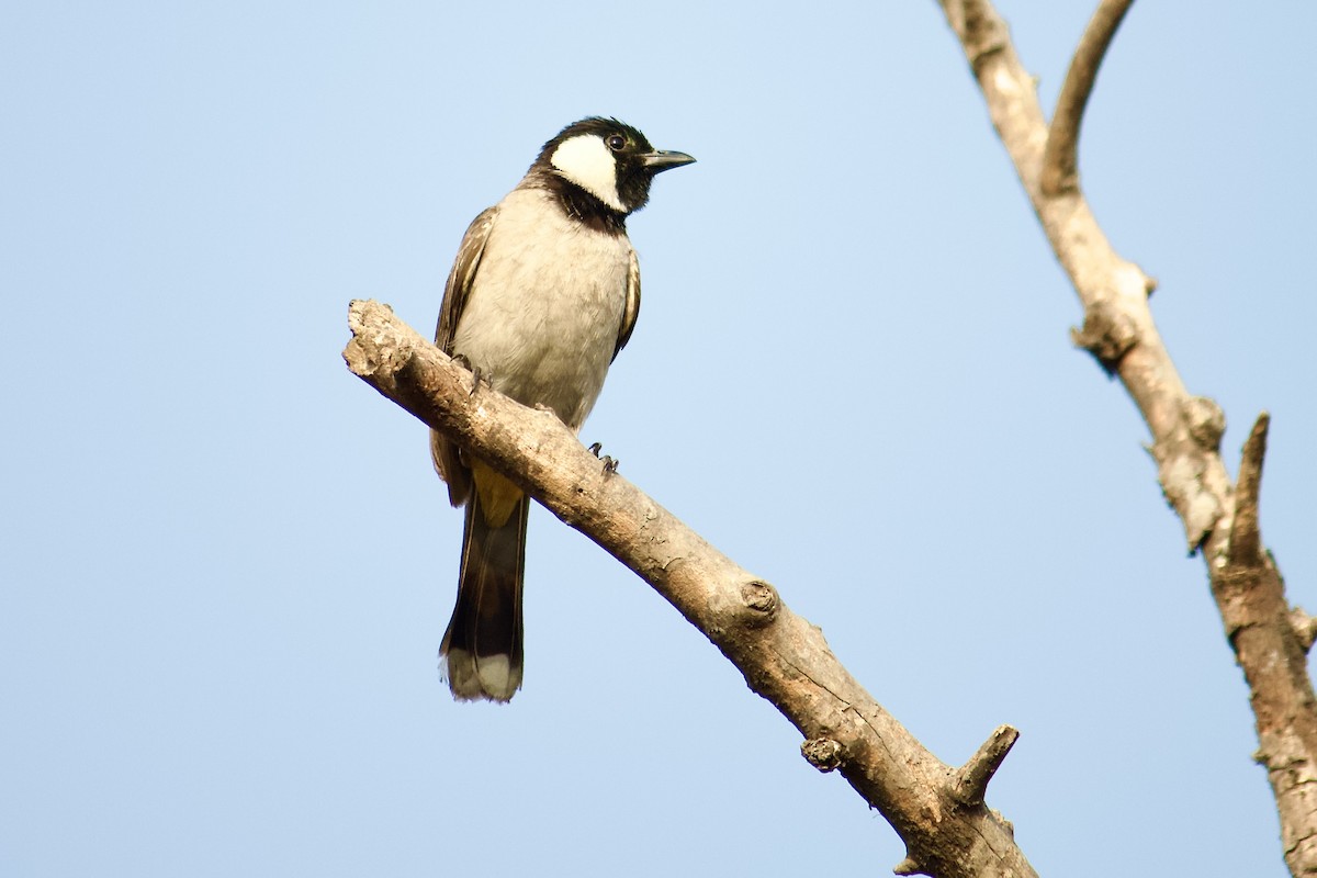 White-eared Bulbul - ML643228707