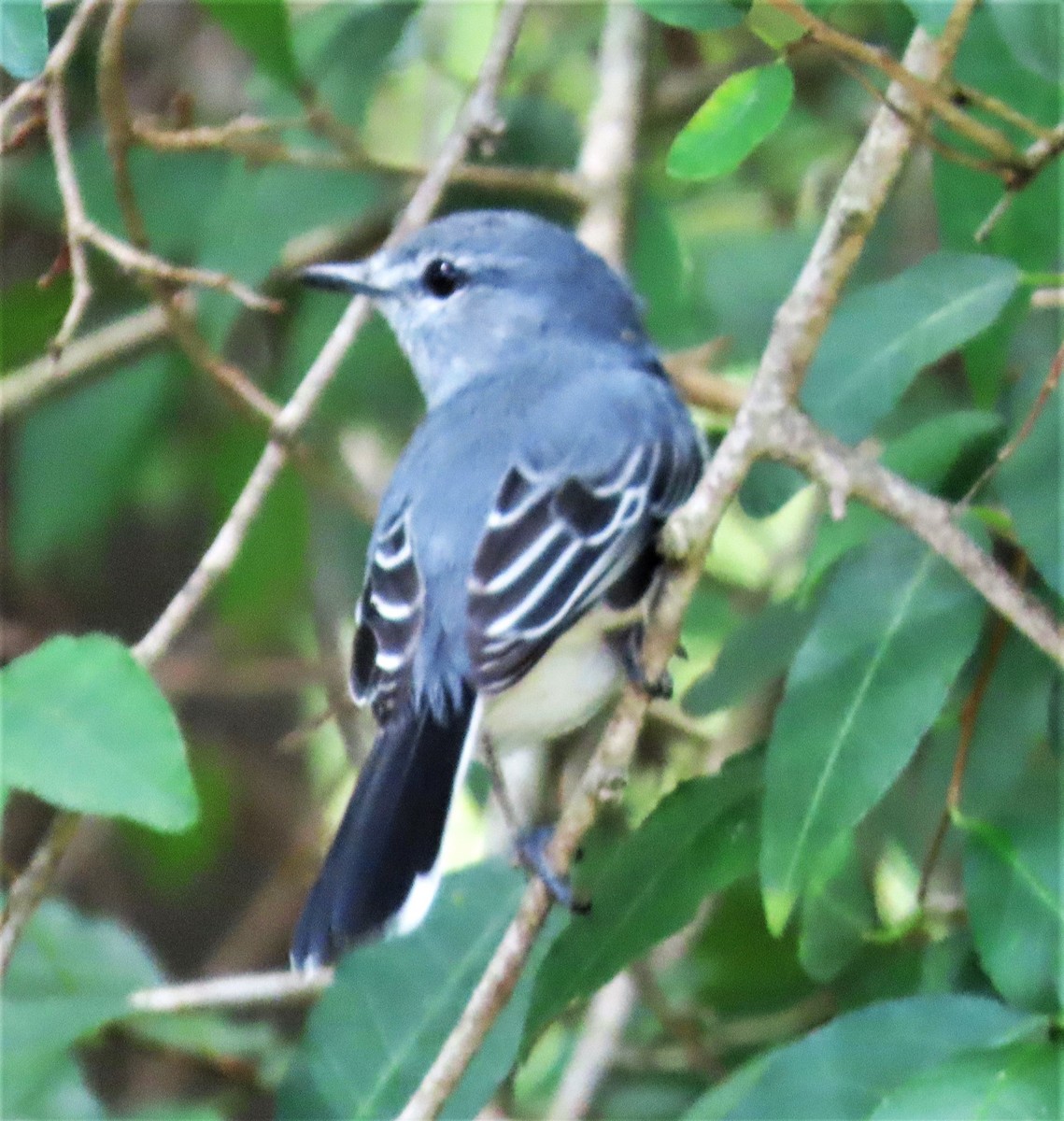 Gray Tit-Flycatcher - ML643228708
