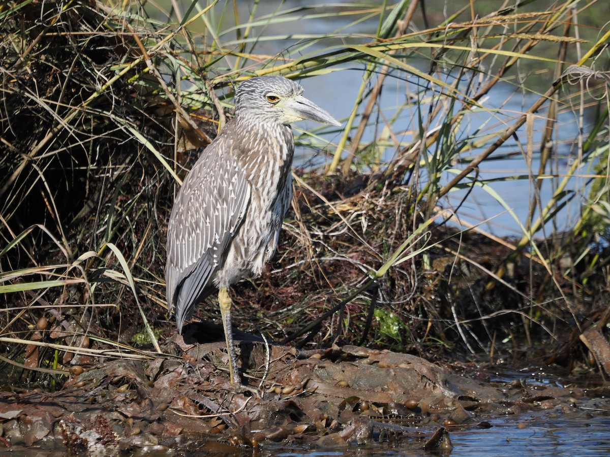 Krabbenreiher - ML643228720