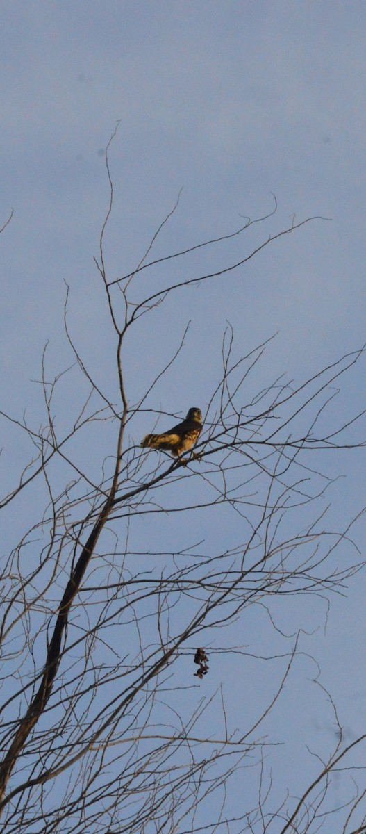Merlin - ML643228791