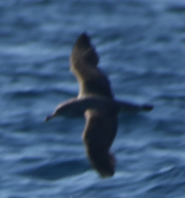 shearwater sp. - ML643228792