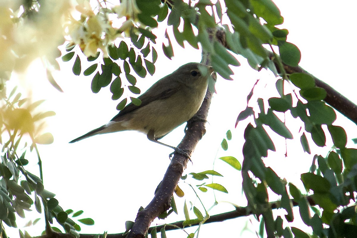 Blyth's Reed Warbler - ML643228794
