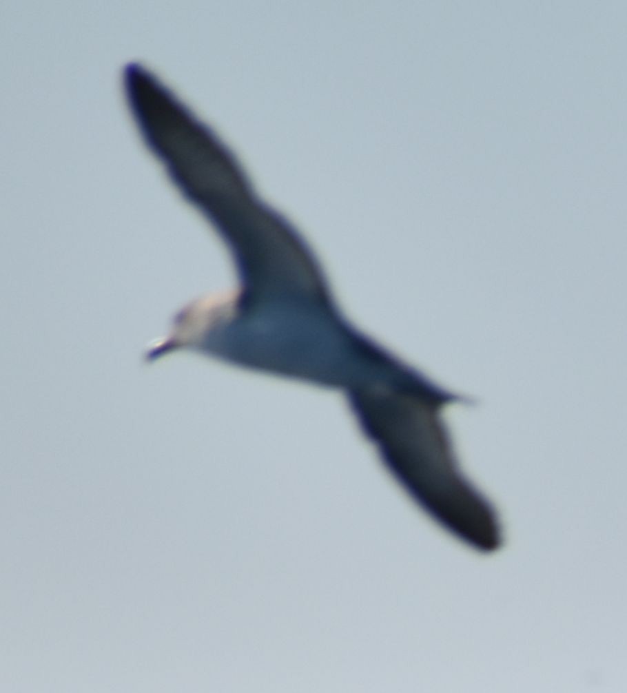 shearwater sp. - ML643228839