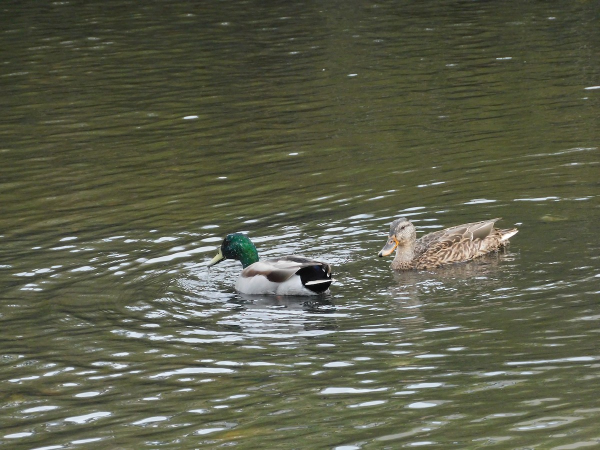 Mallard - ML643228840