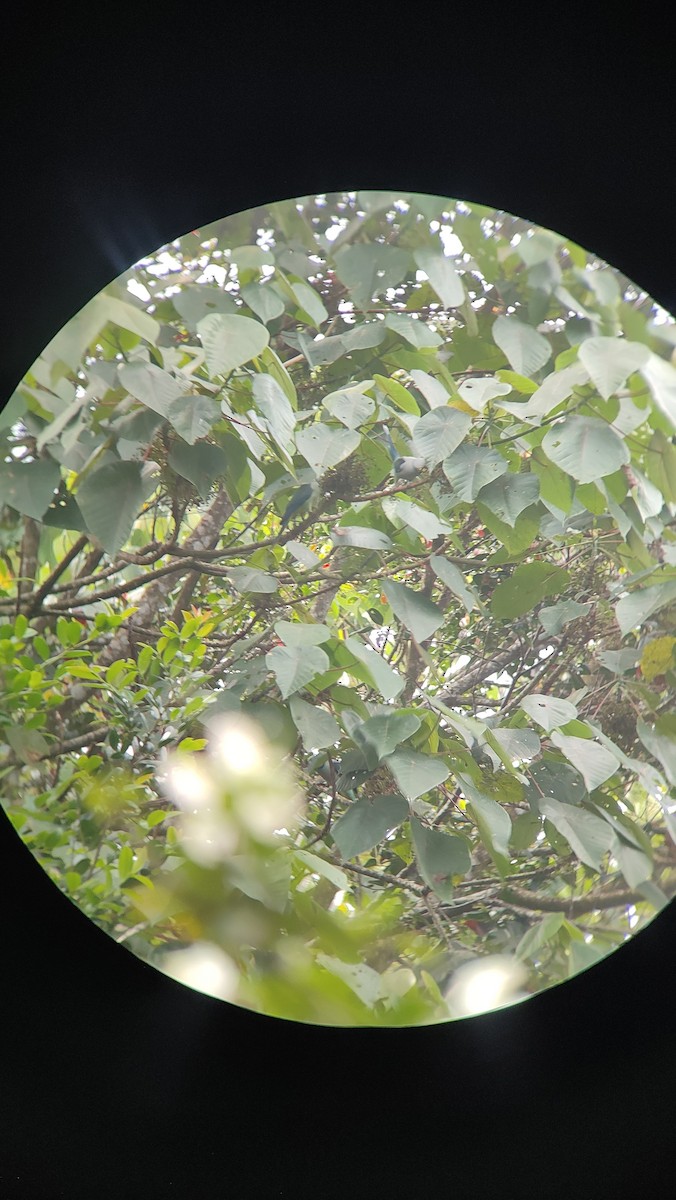 Malabar Parakeet - ML643228845