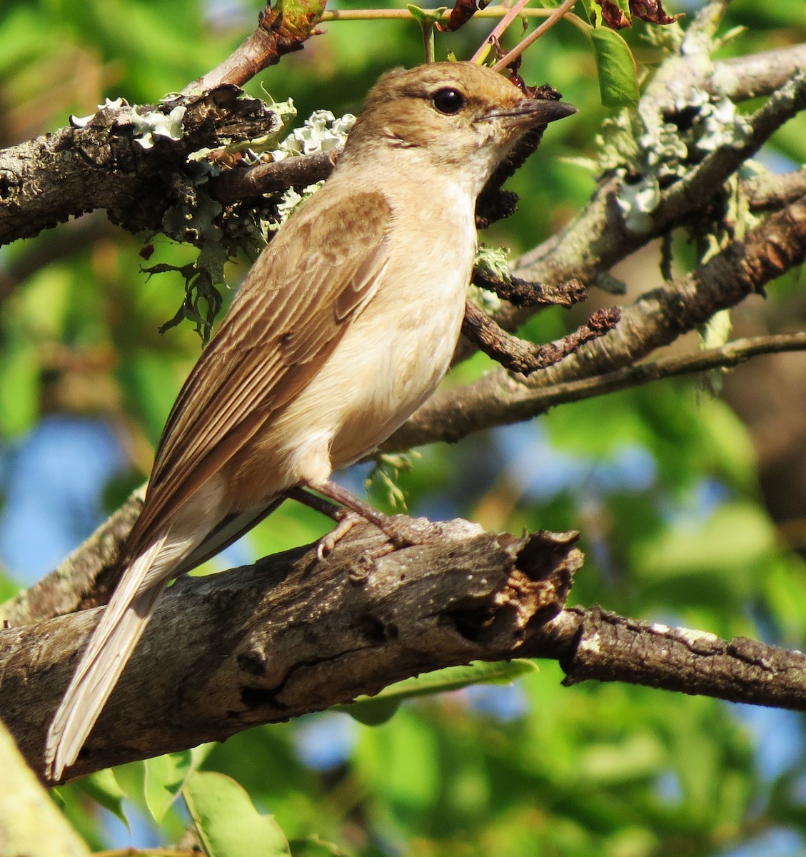 Pale Flycatcher - ML643228847