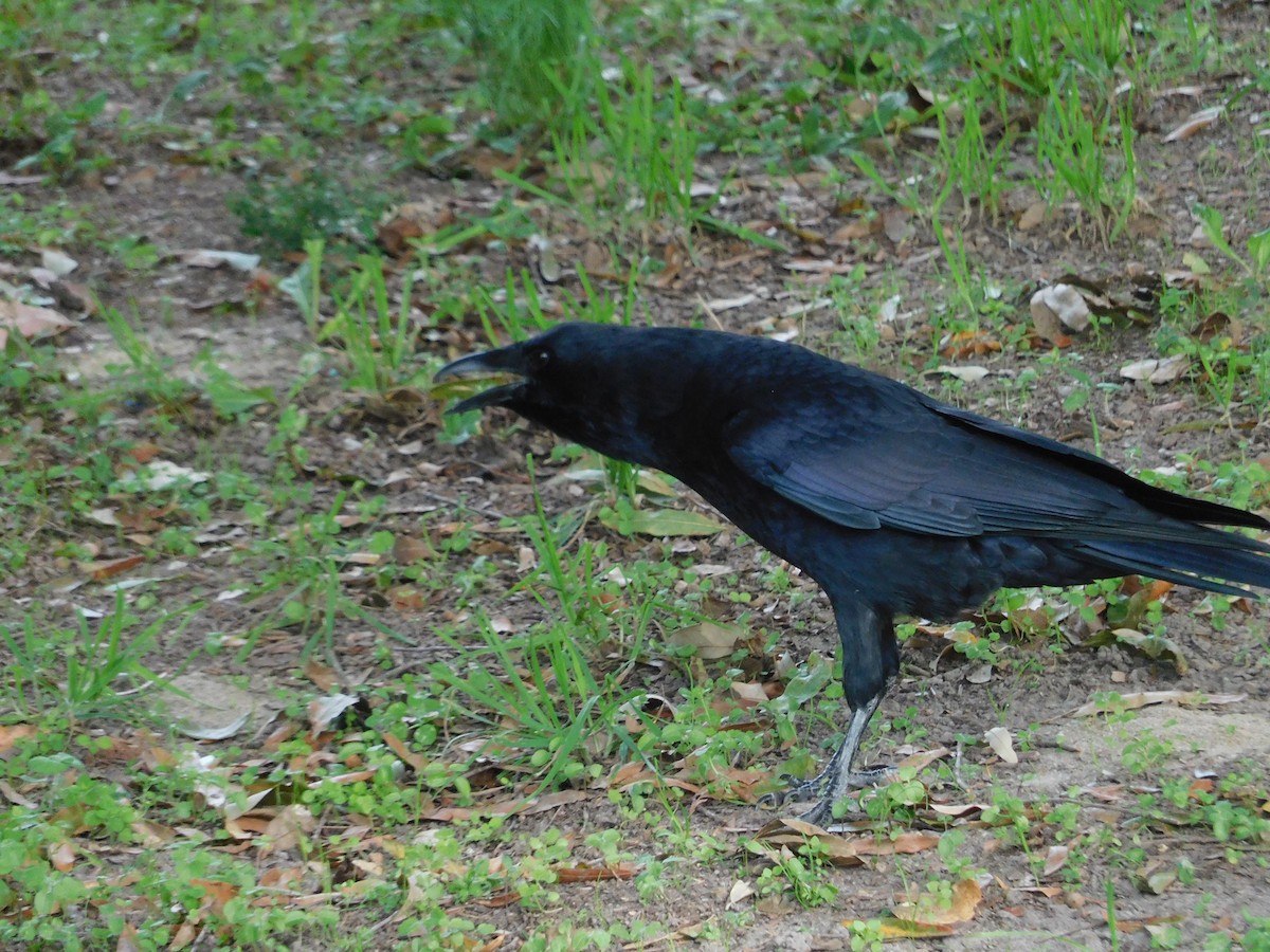 American Crow - ML643228855