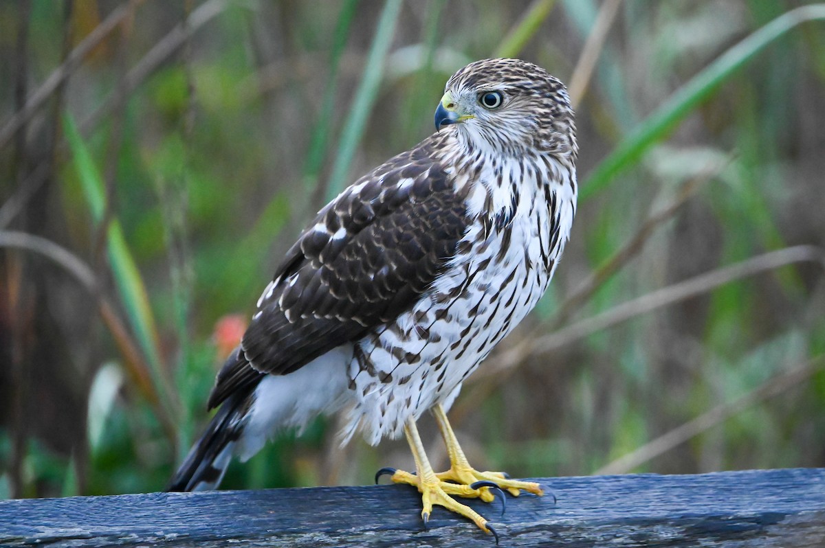 Cooper's Hawk - ML643228890