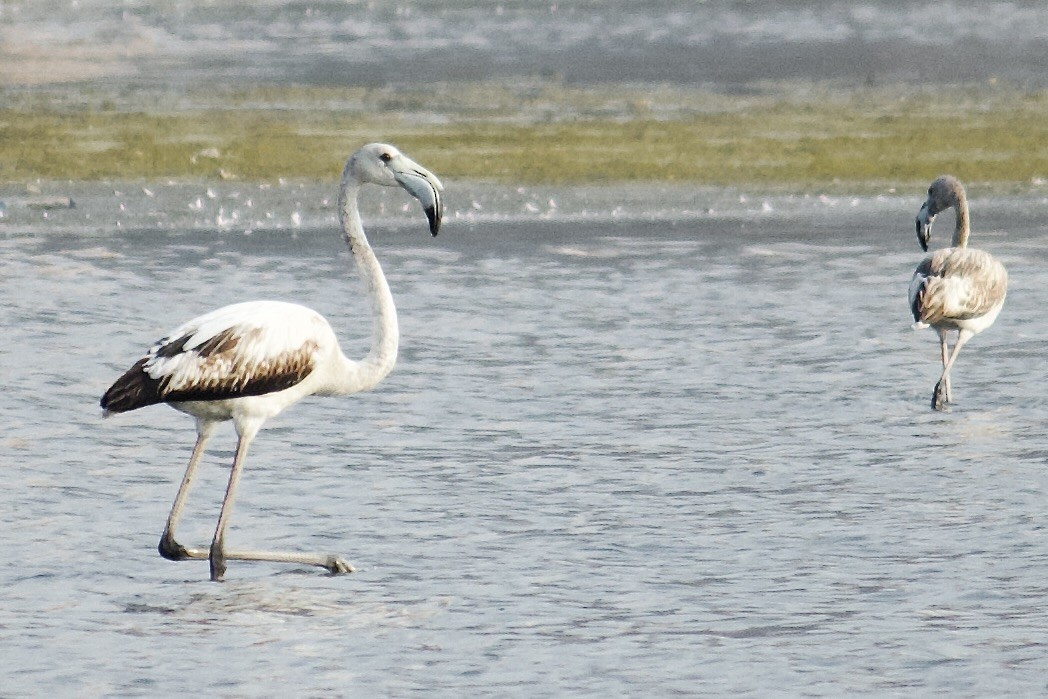 Greater Flamingo - ML643228892