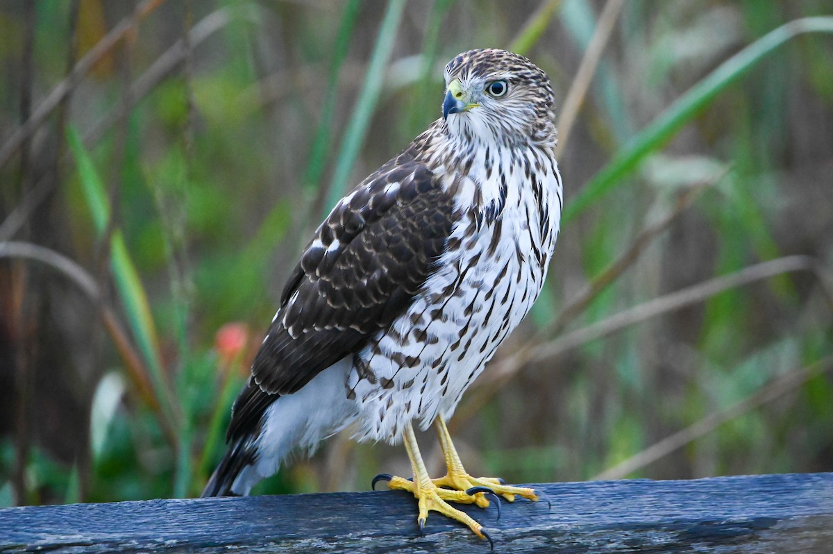 Cooper's Hawk - ML643228927