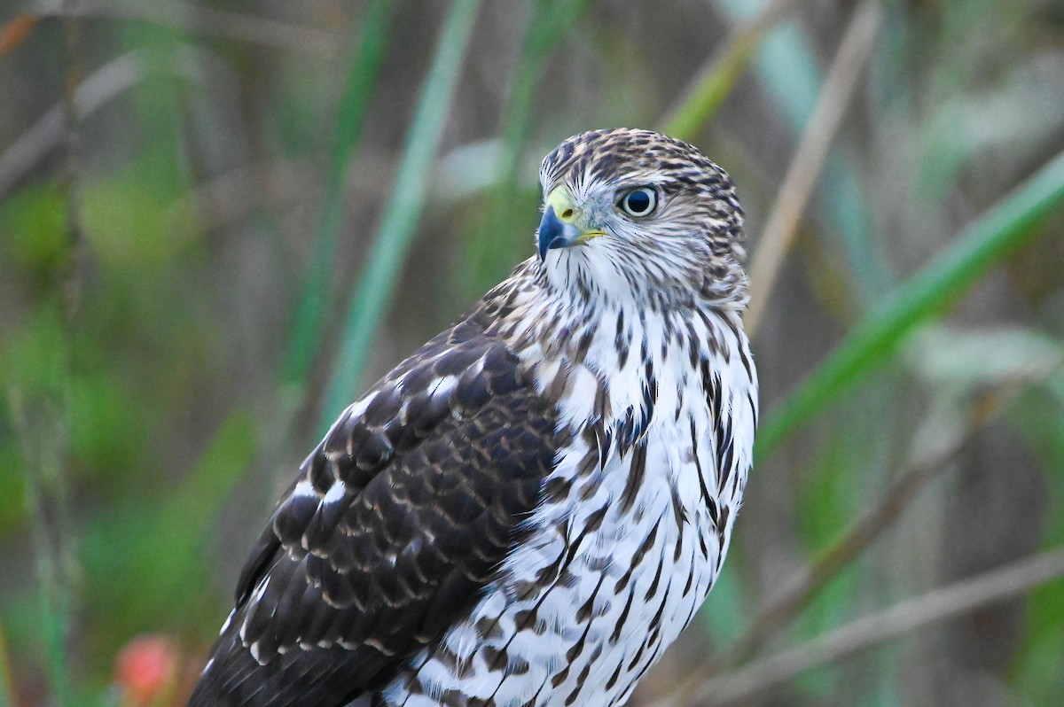 Cooper's Hawk - ML643228928