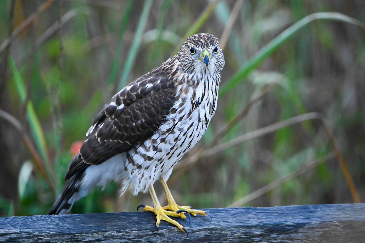 Cooper's Hawk - ML643228930