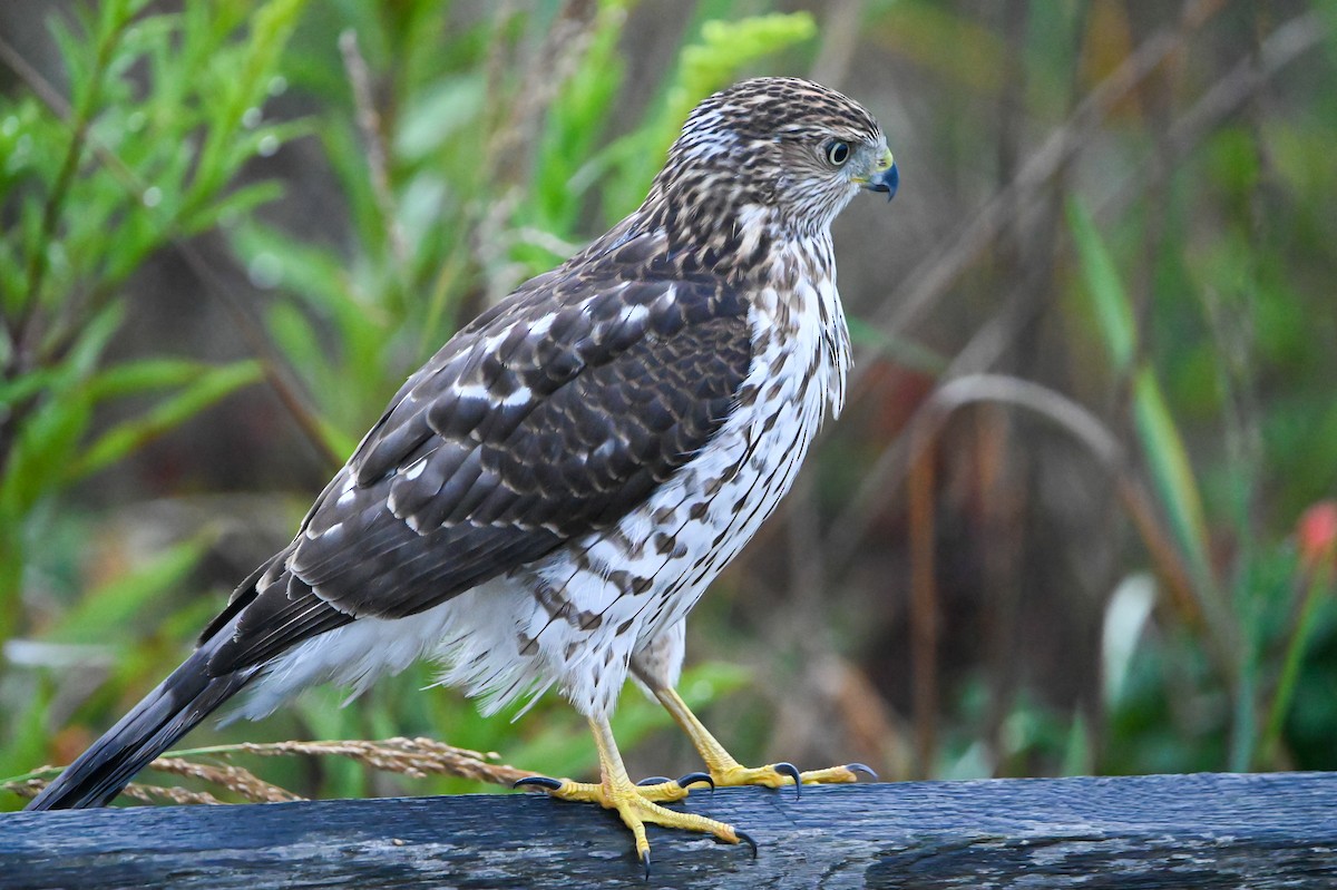 Cooper's Hawk - ML643228937