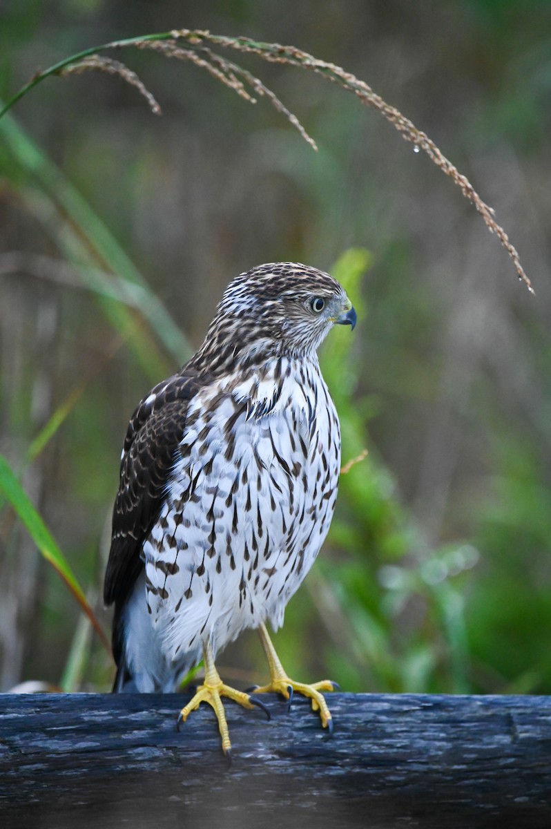 Cooper's Hawk - ML643228940