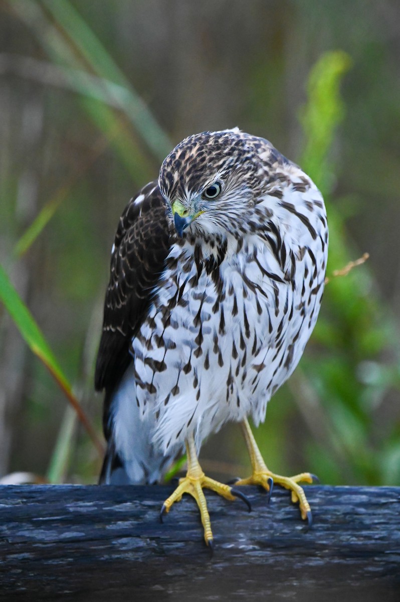 Cooper's Hawk - ML643228944