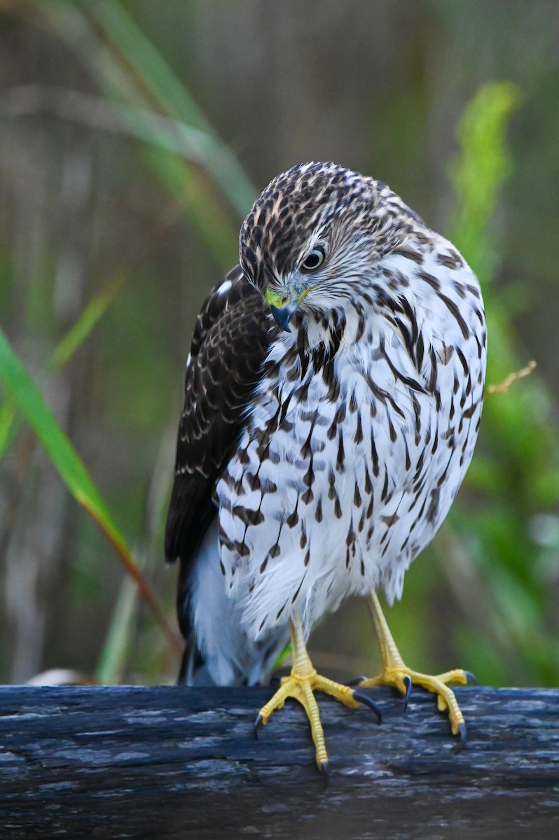 Cooper's Hawk - ML643228945