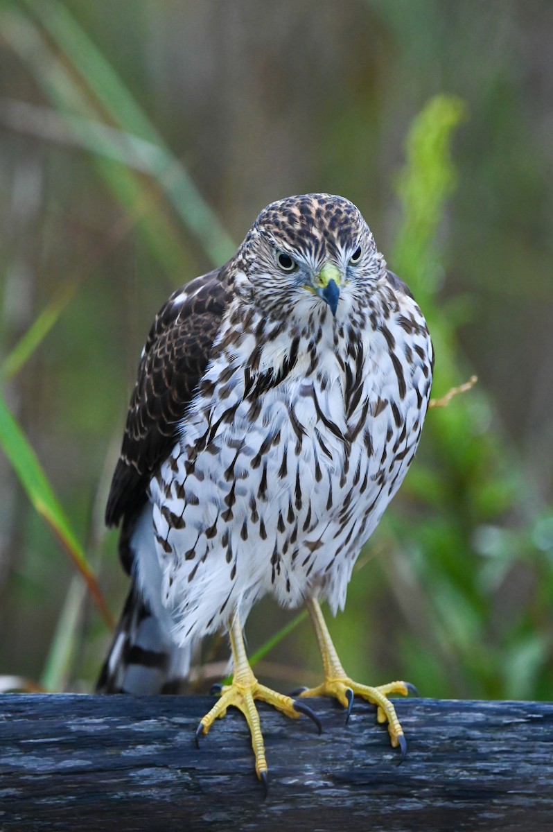 Cooper's Hawk - ML643228951