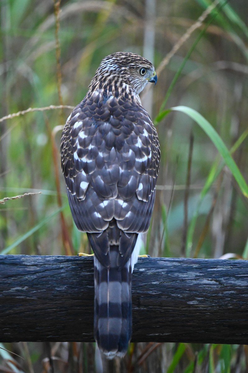Cooper's Hawk - ML643228955