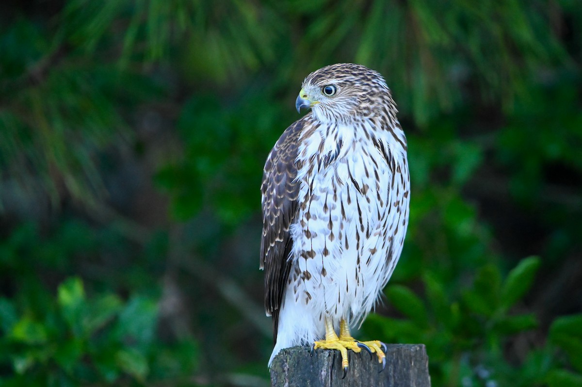 Cooper's Hawk - ML643228959