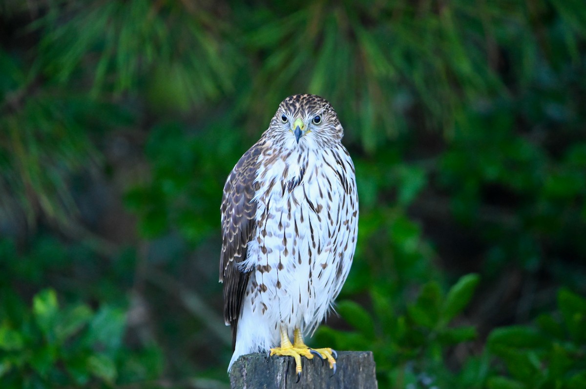 Cooper's Hawk - ML643228961