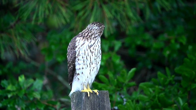 Cooper's Hawk - ML643228967