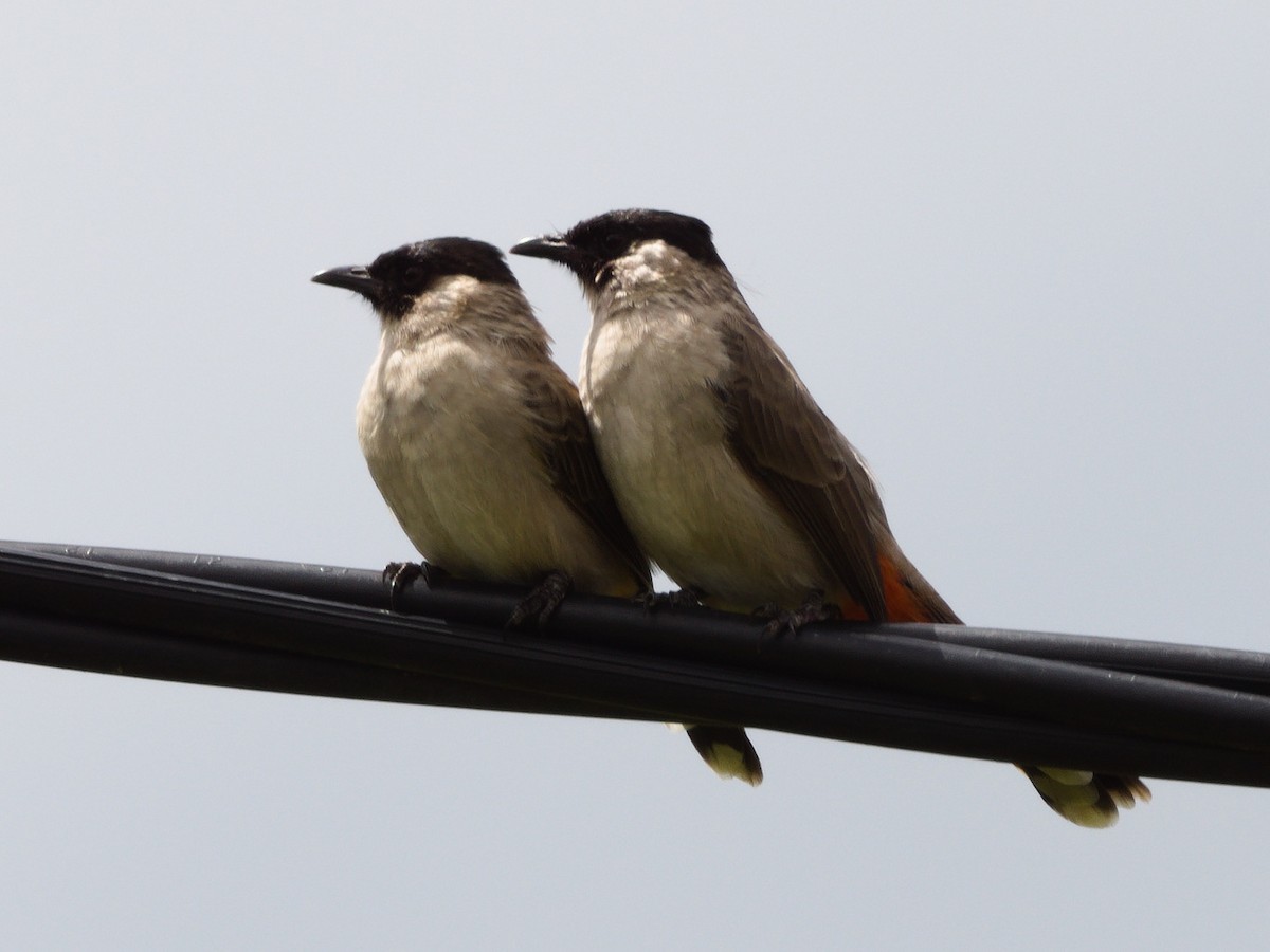 Sooty-headed Bulbul - ML643228997