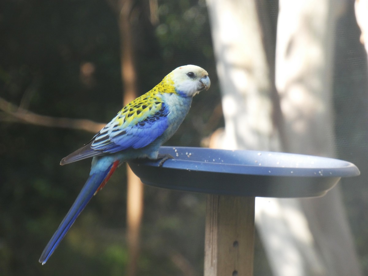 Pale-headed Rosella - ML643229025