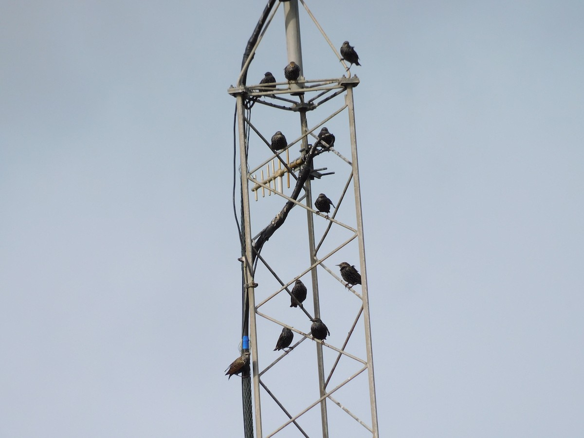 European Starling - ML643229027