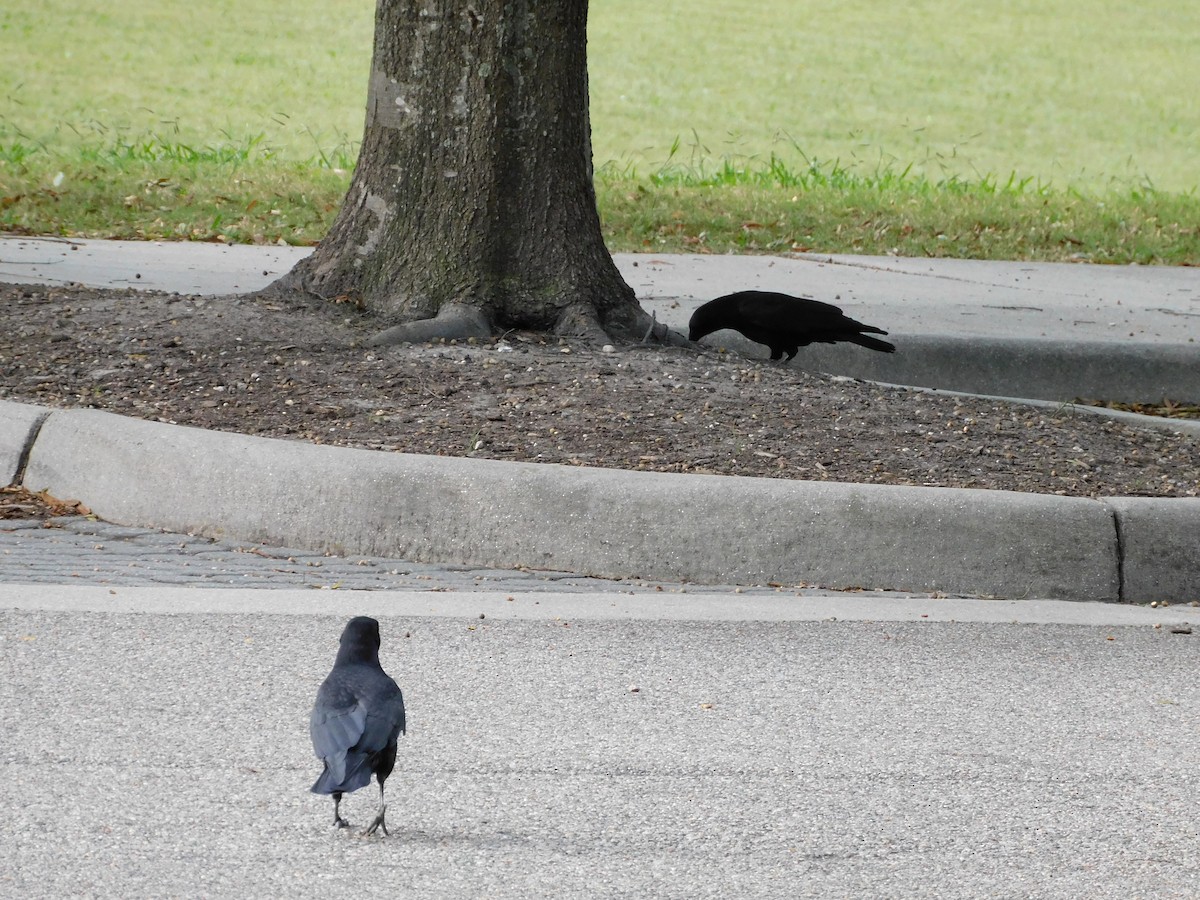 American Crow - ML643229040