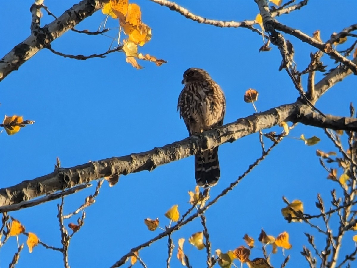 Merlin - ML643229055