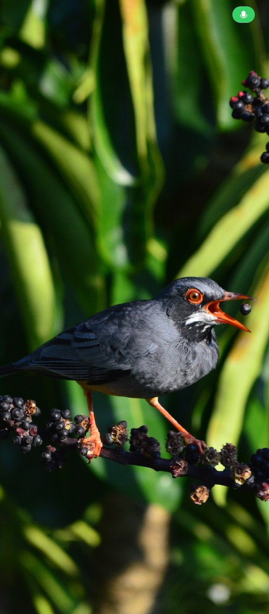 Western Red-legged Thrush - ML643229057