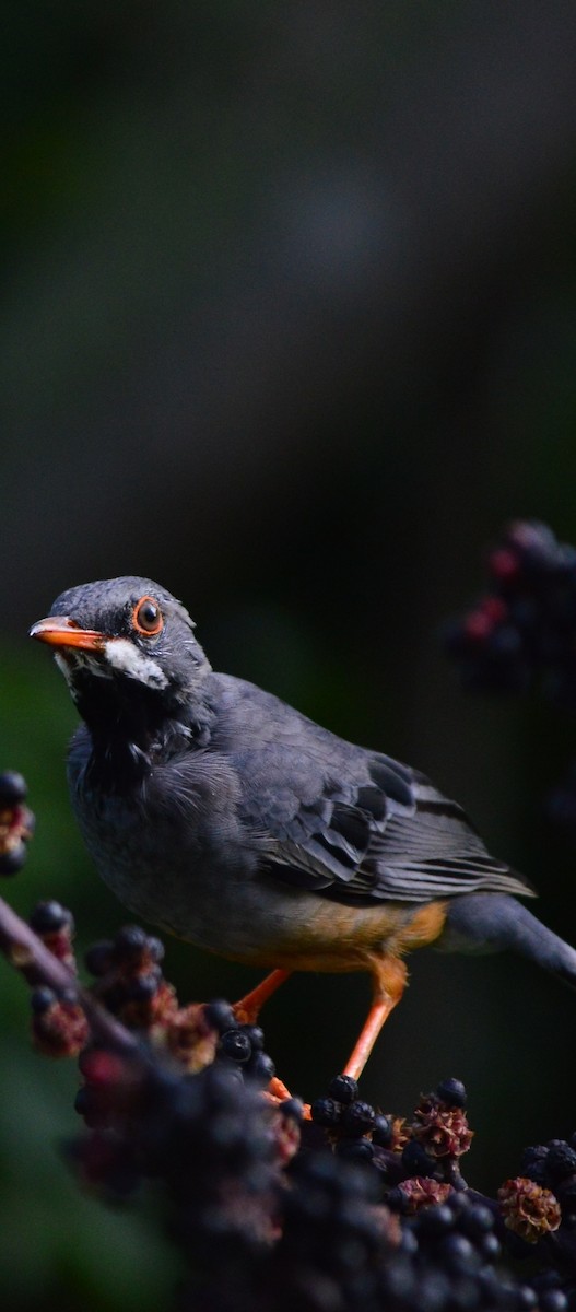 Western Red-legged Thrush - ML643229058